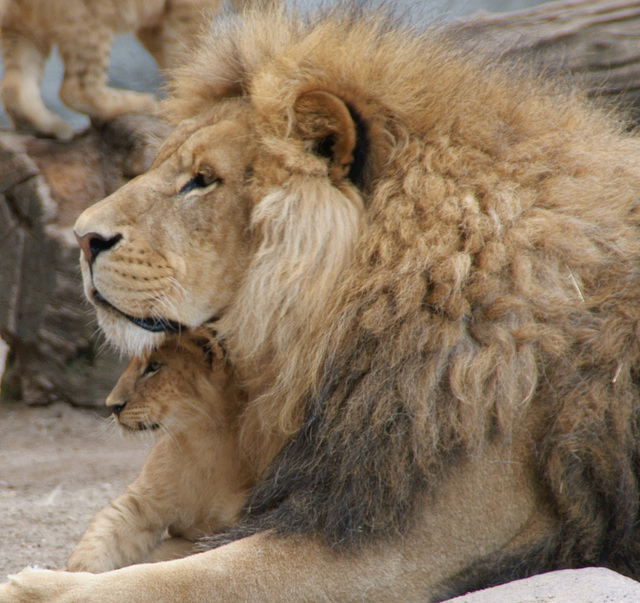 Familie Löwe