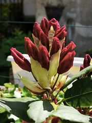 Rhododendron