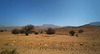 Arbres en santé dans ce contexte aride du sud marocain