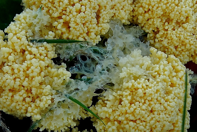 Slime Mould. Mucilago crustacea