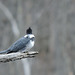 Belted Kingfisher male