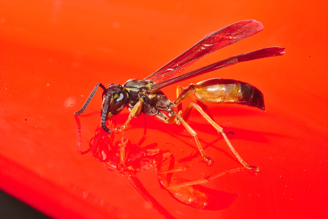 Wasp IMG_7544