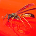 Wasp IMG_7544