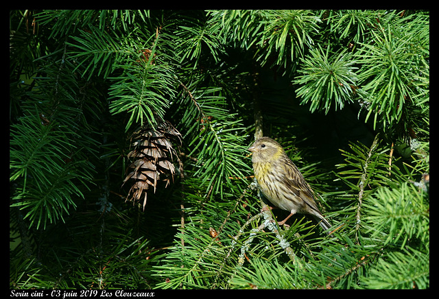 DSC05038 - Serin cini