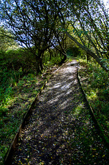 Path to a small bird hide (1)