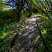 Path to a small bird hide (1)