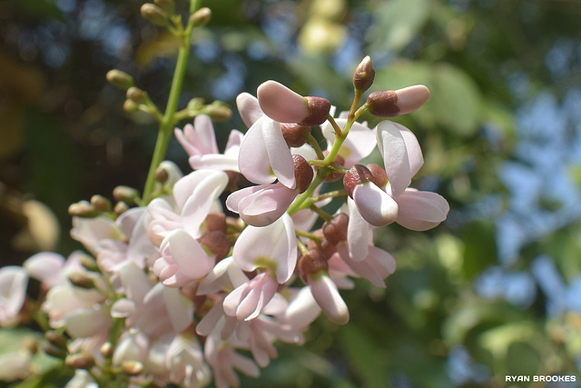 20190130-0052 Pongamia pinnata (L.) Pierre