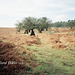 Rutland Water (Scan from 1990)