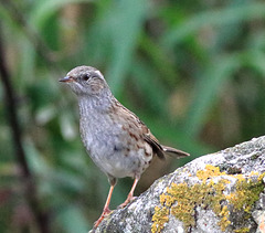 EOS 90D Peter Harriman 10 00 09 46648 dunnock dpp