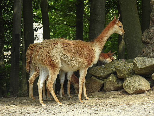 20210729 2271CPw [D~OS] Vikunja (Vicugna vicugna), Zoo Osnabrück