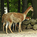 20210729 2271CPw [D~OS] Vikunja, Zoo Osnabrück