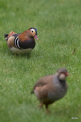 Mandarins: the Drake seeing off a Red-legged Partridge!