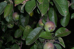 MD - Moldauische Früchte