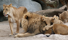 Familie Löwe