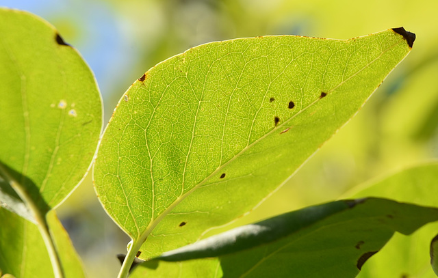 nervures d'une feuille