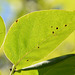 nervures d'une feuille