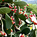Crete - Prickly pears