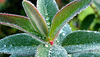 Le pouvoir des plantes...