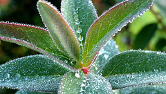 Le pouvoir des plantes... Le pouvoir des plantes...
