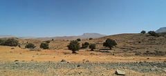 Panorama désertique parsemé de quelques arbres qui s'y adaptent très bien