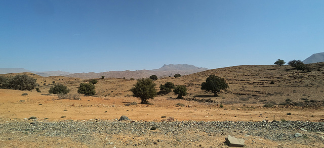 Panorama désertique parsemé de quelques arbres qui s'y adaptent très bien