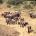 African Elephant gathering at the Mt Kenya waterhole