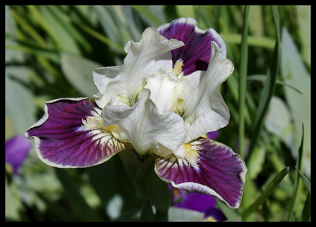 Iris nain Making Eyes (2)