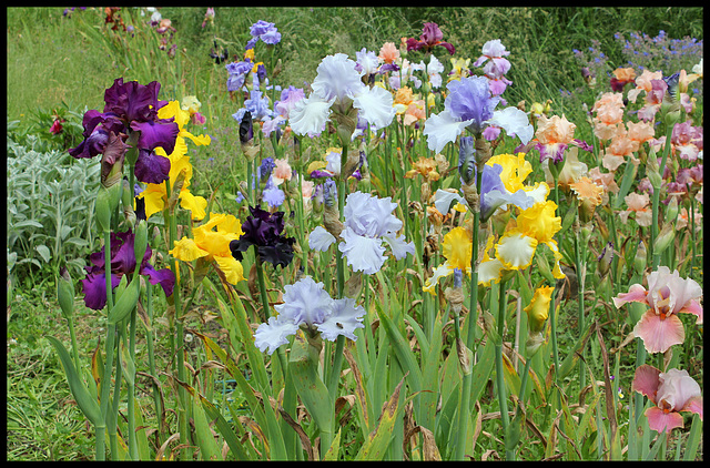 Iris  (1)