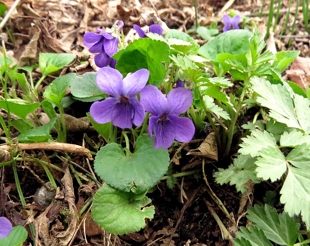 The most beautiful color: violet