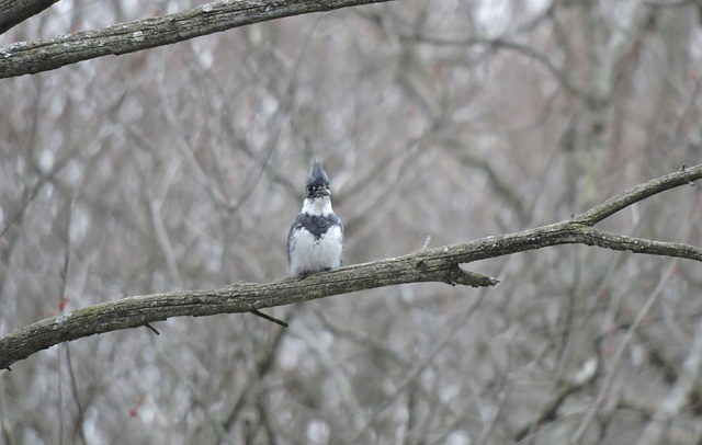 Belted Kingfisher male