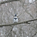 Belted Kingfisher male