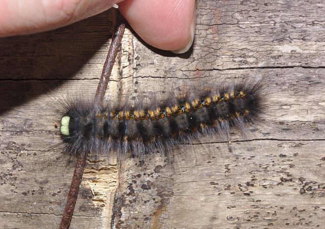 Caterpillar IMG_7572