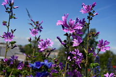 Purple Flowers in Switzerland