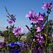 Purple Flowers in Switzerland