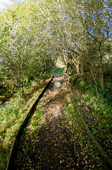 Path to a small bird hide