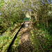 Path to a small bird hide