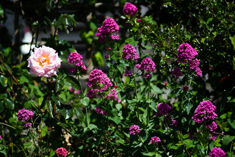 A Pink Rose Amongst Red Valerian