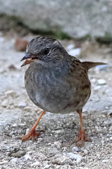 EOS 90D Peter Harriman 10 00 36 46684 dunnock dpp