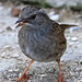 EOS 90D Peter Harriman 10 00 36 46684 dunnock dpp