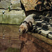 20210729 2273CPw [D~OS] Wasserschwein, Zoo Osnabrück