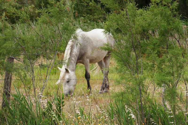 HFF dalla Camargue !