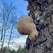 Birch Polypore