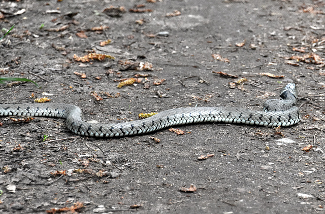 Schlange (Ringelnatter?) auf einem Waldweg
