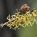 Witch hazel DSC 1890