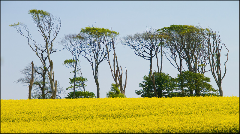 The Trees