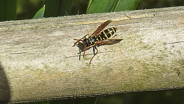 20240629 0397CPw [D~LIP] Haus-Feldwespe (Polistes dominula), BS