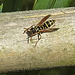 20240629 0397CPw [D~LIP] Haus-Feldwespe (Polistes dominula), BS