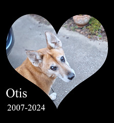 Otis, My Beloved Dog