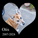 Otis, My Beloved Dog