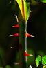 rot spitz grün diffus